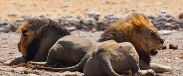 Wildlife & Sea Breeze Safari (Namibia)