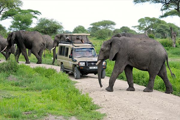 Northern Circuit Safari To Tarangire, Serengeti And Ngorongoro Crater (Tanzania)
