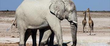 8 Days Highlights Of Namibia (Namibia)