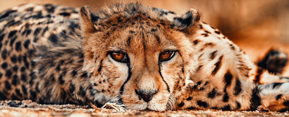2 Days Okonjima Cheetah And Leopard Camping Safari (Namibia)