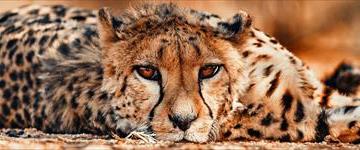 2 Days Okonjima Cheetah And Leopard Camping Safari (Namibia)