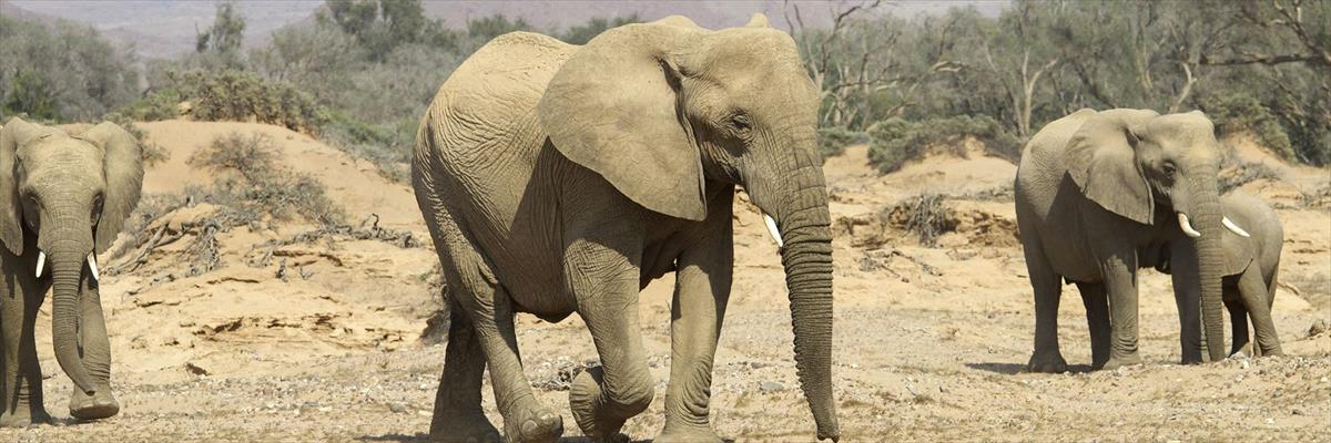 10 Days Namibian Family Adventure Safari (Namibia)