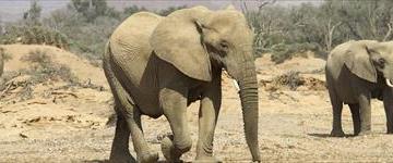 10 Days Namibian Family Adventure Safari (Namibia)