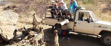 1 Day Cheetah - Durstenbrook Game Drive (Namibia)