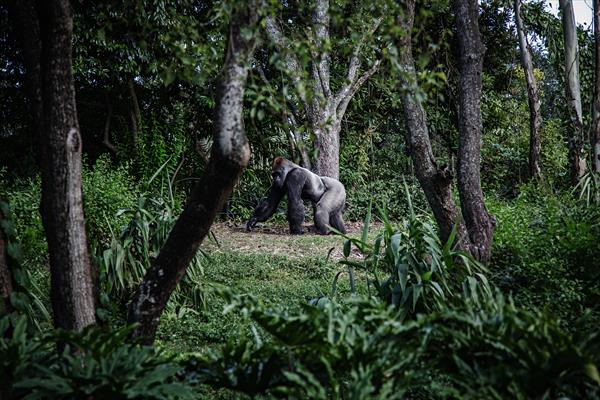 Silverbacks, Chimpanzees And The Big 5 Tour (Uganda)