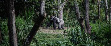 Silverbacks, Chimpanzees And The Big 5 Tour (Uganda)