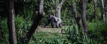 Silverbacks, Chimpanzees And The Big 5 Tour (Uganda)