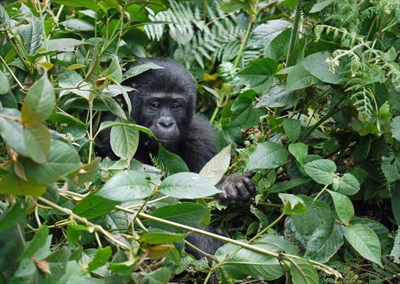 Holiday & Tours In Uganda