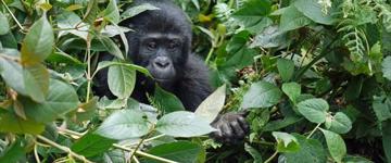 Holiday & Tours In Uganda