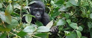 Holiday & Tours In Uganda