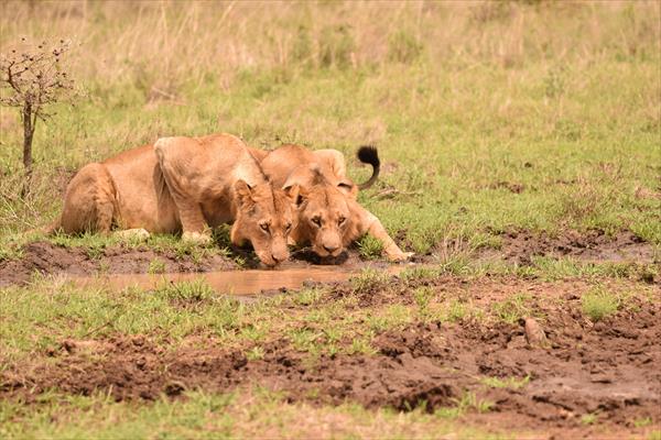 Half Day Nairobi National Park Tour From Nairobi (Kenya)