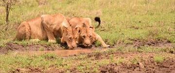 Half Day Nairobi National Park Tour From Nairobi (Kenya)