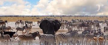 3 Days Etosha Wildlife Safari (Namibia)