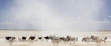 2 Days Etosha Wildlife Camping Safari (Namibia)
