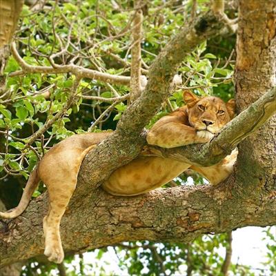 Uganda Gorillas & Chimpanzees Safari Plus Wildlife & Culture (Uganda)