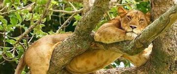 Uganda Gorillas & Chimpanzees Safari Plus Wildlife & Culture (Uganda)