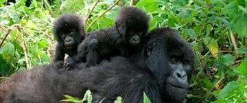 Uganda Gorillas & Chimpanzees Safari Plus Wildlife & Culture (Uganda)