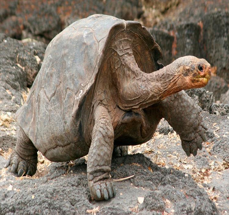 Machupicchu & Galapagos Islands 15 Days Tour (Peru)