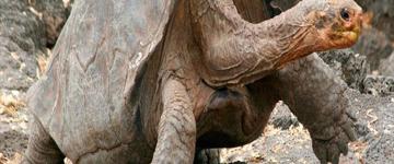 Machupicchu & Galapagos Islands 15 Days Tour (Peru)