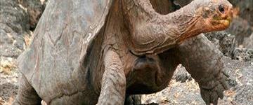 Machupicchu & Galapagos Islands 15 Days Tour (Peru)