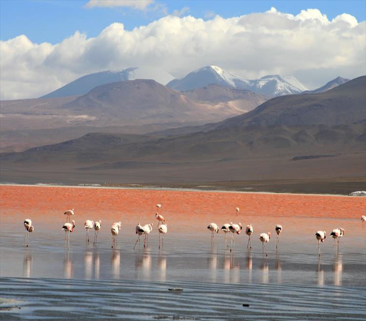 Titicaca Lake & Uyuni Salt Flat 9 Days Tour (Bolivia)