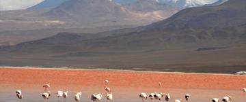 Titicaca Lake & Uyuni Salt Flat 9 Days Tour (Bolivia)