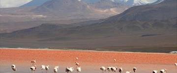Titicaca Lake & Uyuni Salt Flat 9 Days Tour (Bolivia)