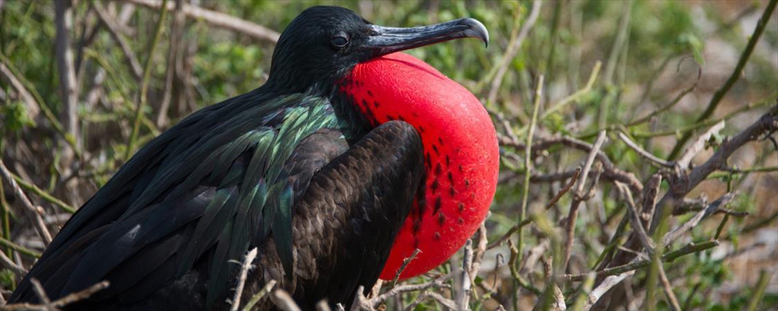 Galapagos Island (Ecuador)