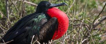 Galapagos Island (Ecuador)