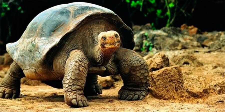 Holiday & Tours In Ecuador