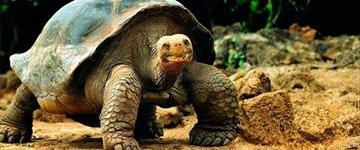 Holiday & Tours In Ecuador