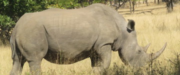 Rhino Game Drive - Mosi-Oa-Tunya National Park (Zambia)