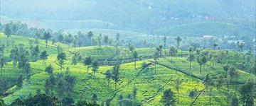 Ceylon Tea Trails & Nuwaraeliya (Sri Lanka)