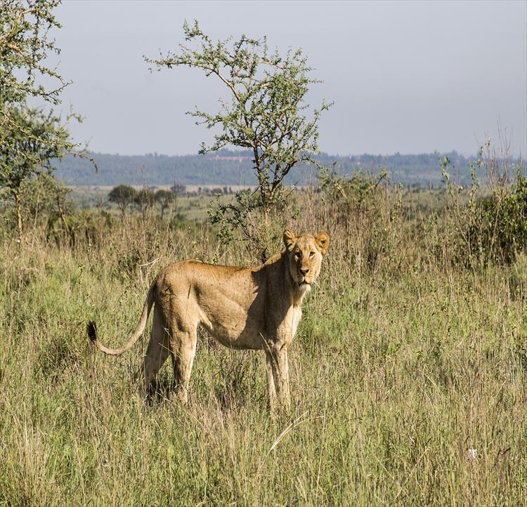 3 Days 2 Nights Masai Mara Joining Safari From Nairobi (Kenya)