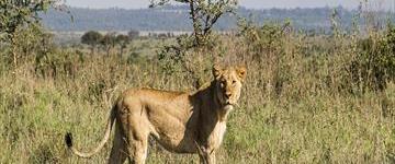 3 Days 2 Nights Masai Mara Joining Safari From Nairobi (Kenya)
