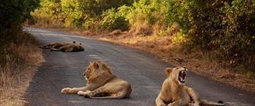 1 Day Giraffe Center, Baby Elephant & Nairobi National Park Tour (Kenya)