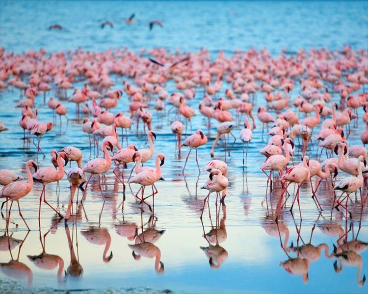 Eco tour: 4 Days Masai Mara & Lake Nakuru Lodge Safari (Kenya)