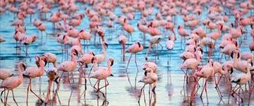 Eco tour: 4 Days Masai Mara & Lake Nakuru Lodge Safari (Kenya)