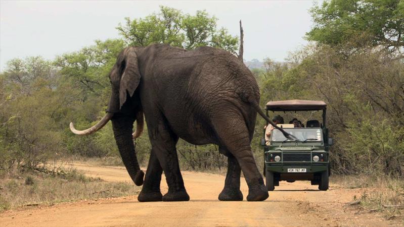 Full Day Private Kruger Game Drive (South Africa)