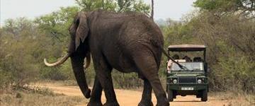 Private Safari In Kruger Park