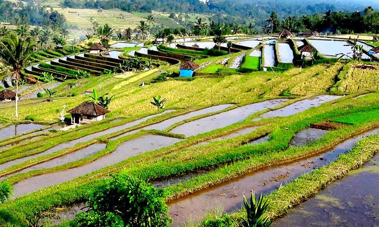 Bali West Day Tour: Jatiluwih Rice Terrace And Tanah Lot (Indonesia)