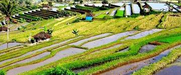 Bali West Day Tour: Jatiluwih Rice Terrace And Tanah Lot (Indonesia)