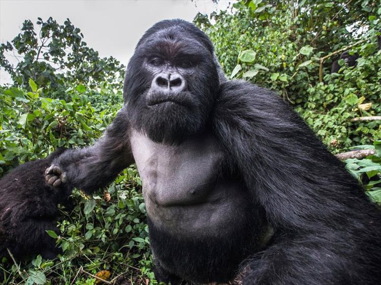 Rwanda Safari & Tours