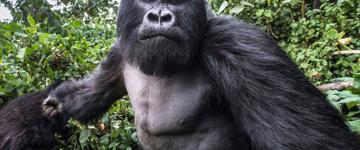 Rwanda Safari & Tours