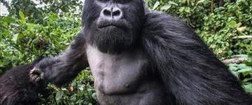 Rwanda Safari & Tours