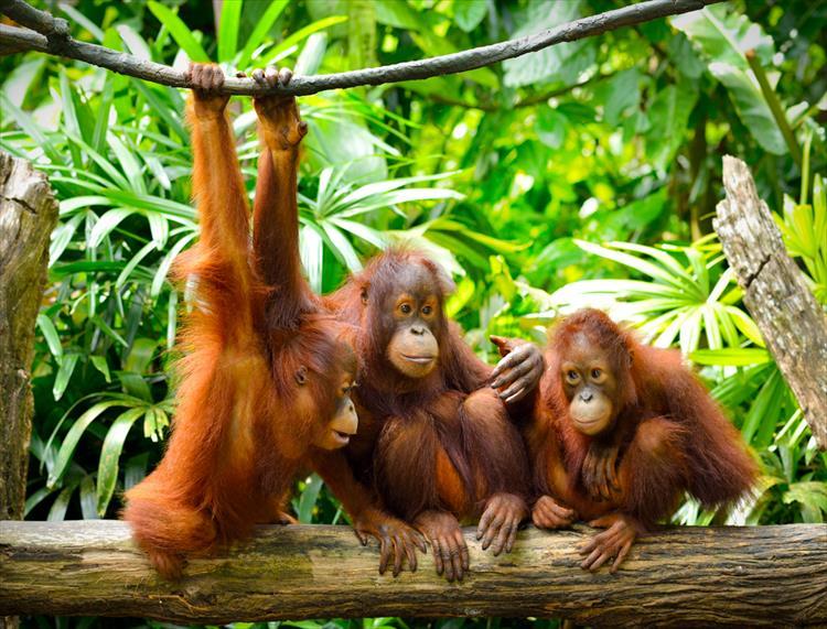 Borneo Full Nature Tour from A4481 Travel with Exploriada
