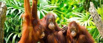 Borneo Full Nature Tour (Malaysia)