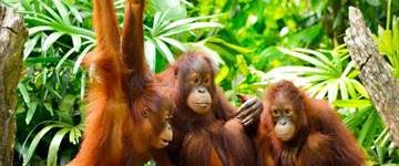 Borneo Full Nature Tour (Malaysia)
