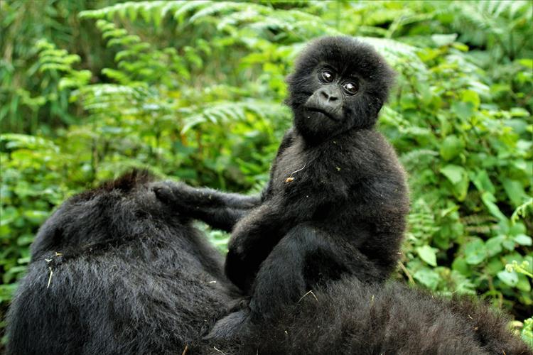 5 Days Gorilla Trekking (Rwanda)