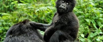 5 Days Gorilla Trekking (Rwanda)